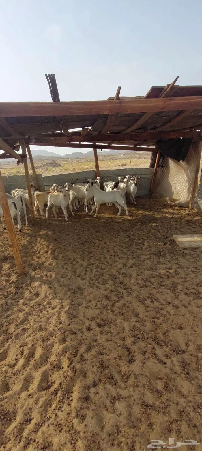 تيوس شحم نظيفة 5