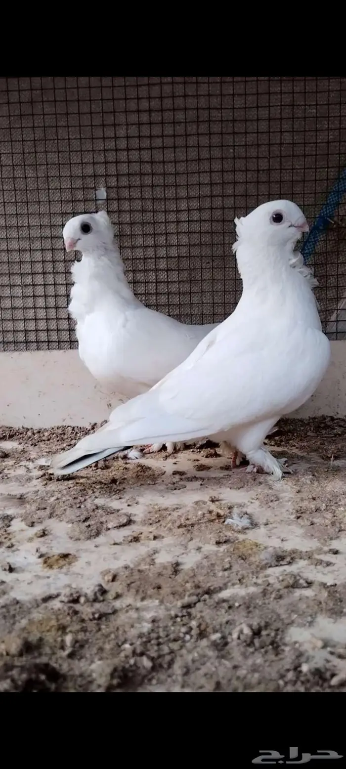 للبيع جوز حب الرمان 4