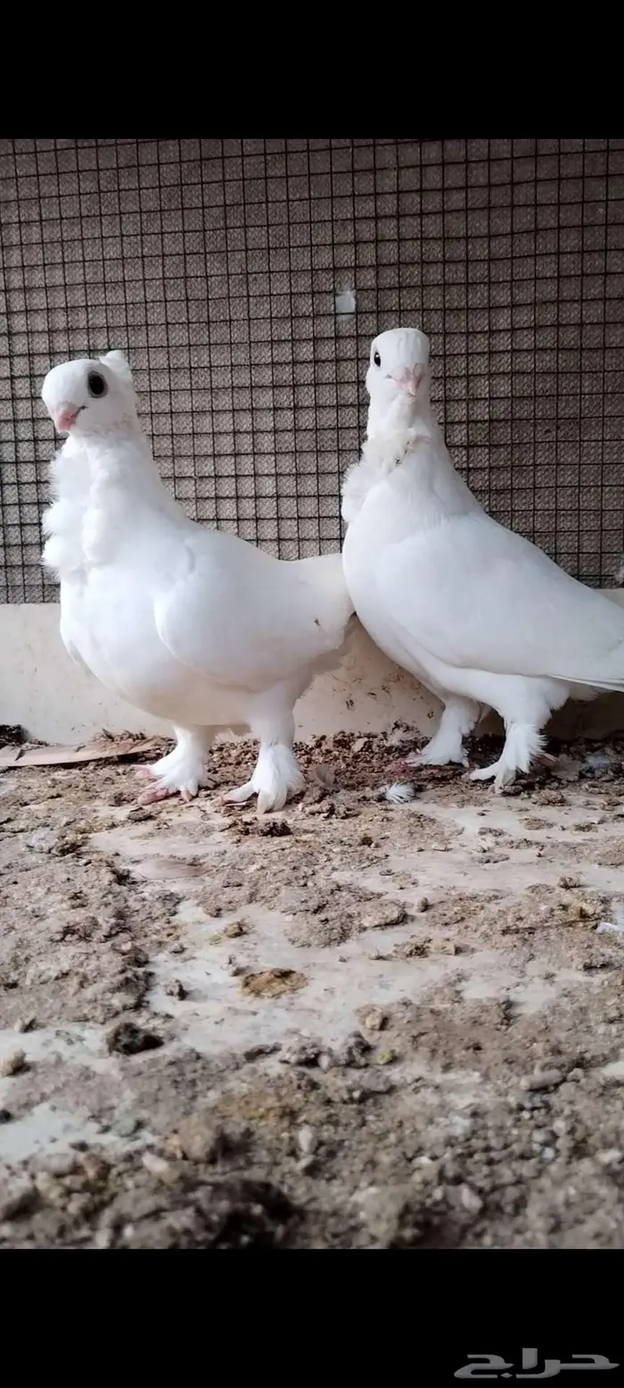 للبيع جوز حب الرمان 0