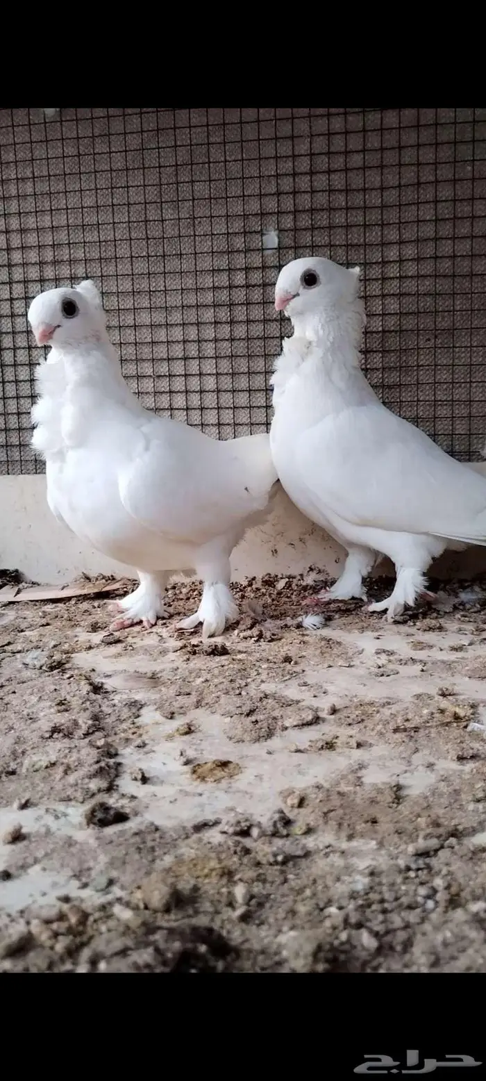 للبيع جوز حب الرمان 1