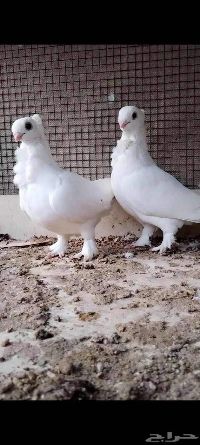 للبيع جوز حب الرمان 2