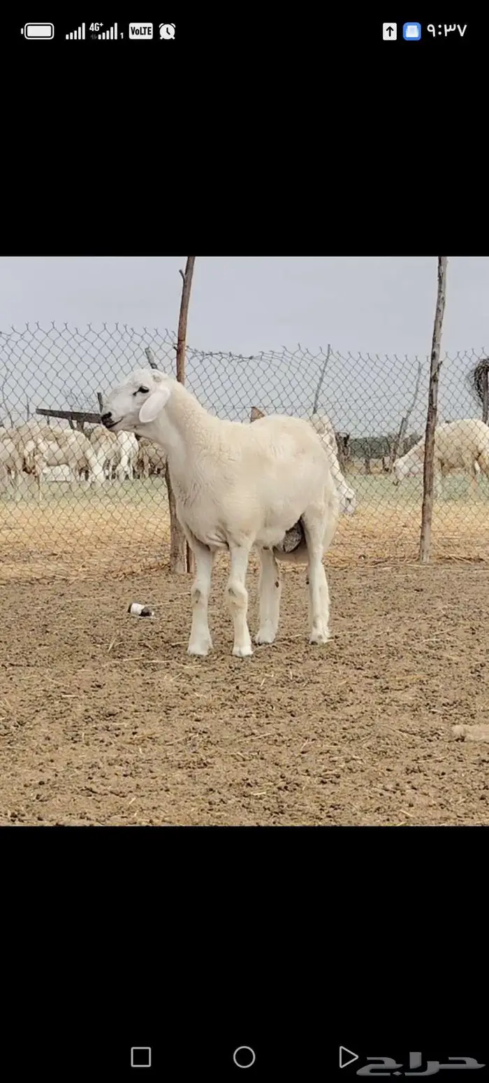 مشروع فحل 1