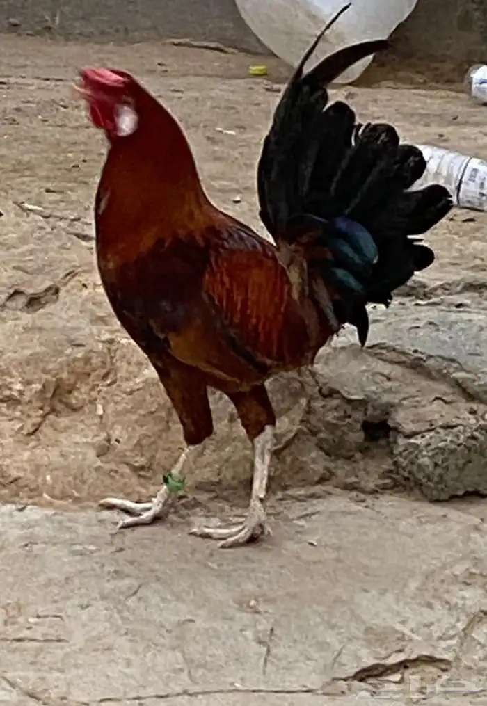 ألف 1