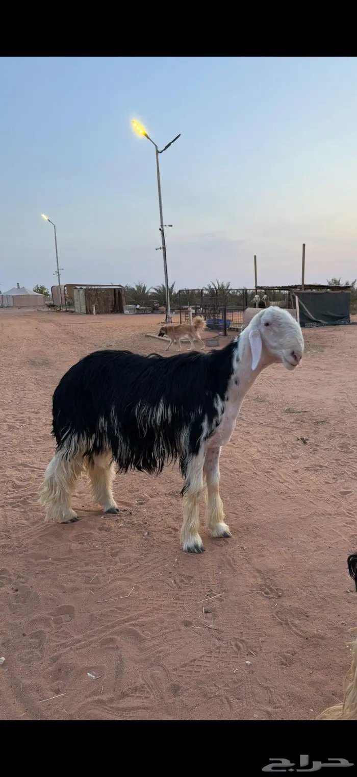 فحل نجدي مشروط 1
