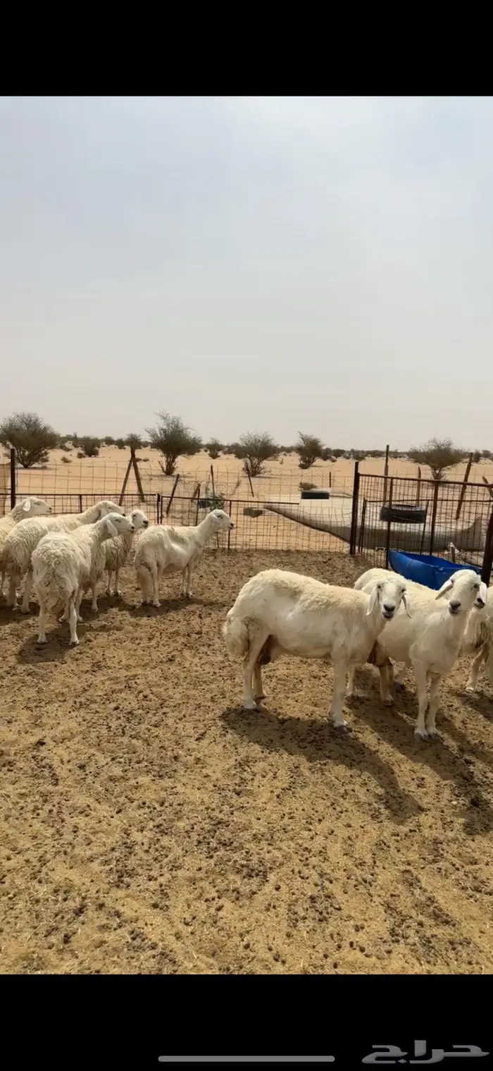 غنم خلفات مراح للبيع 2