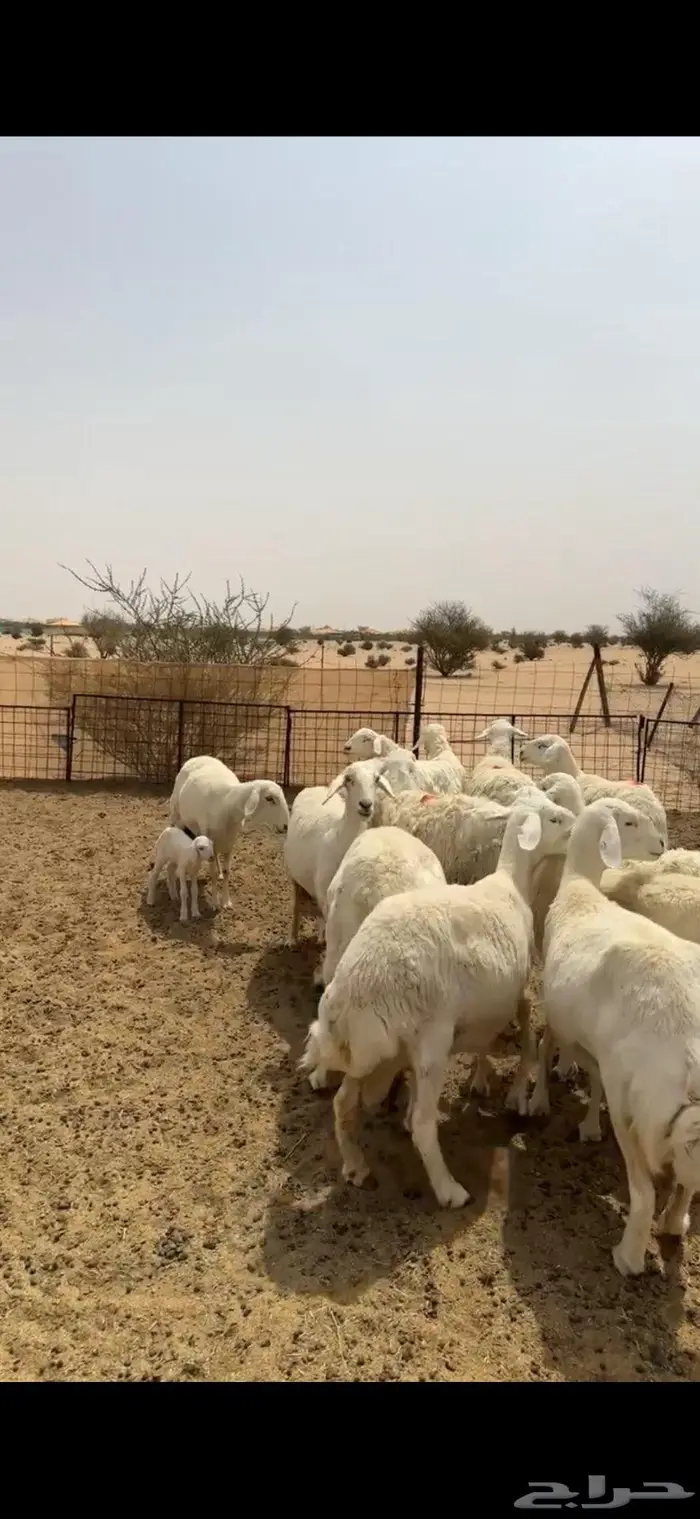 غنم خلفات مراح للبيع 1