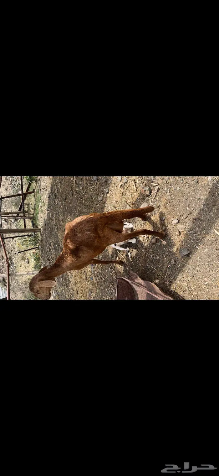 سواكنيه خلفه 2