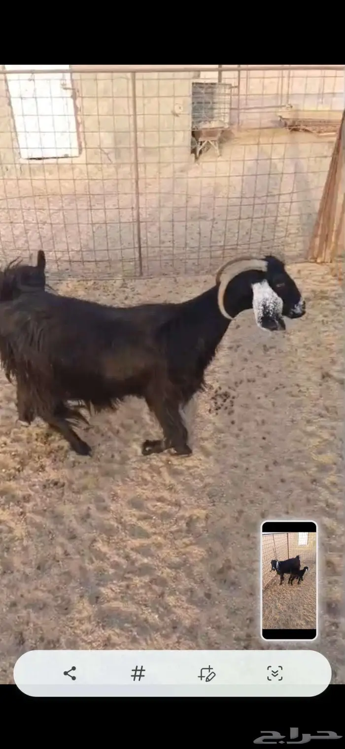 عنز خلفه 0