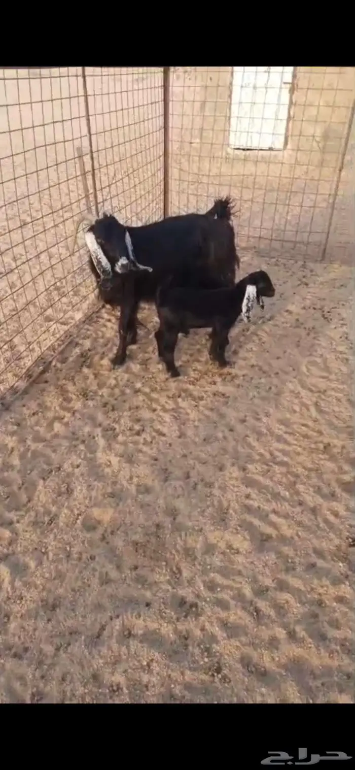 عنز خلفه 1