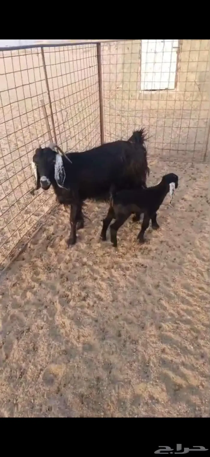 عنز خلفه 4