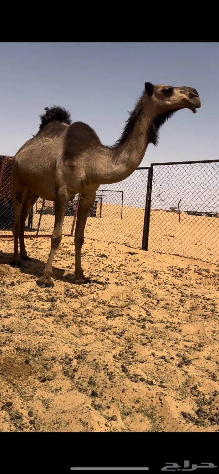 لقحه كفو 0