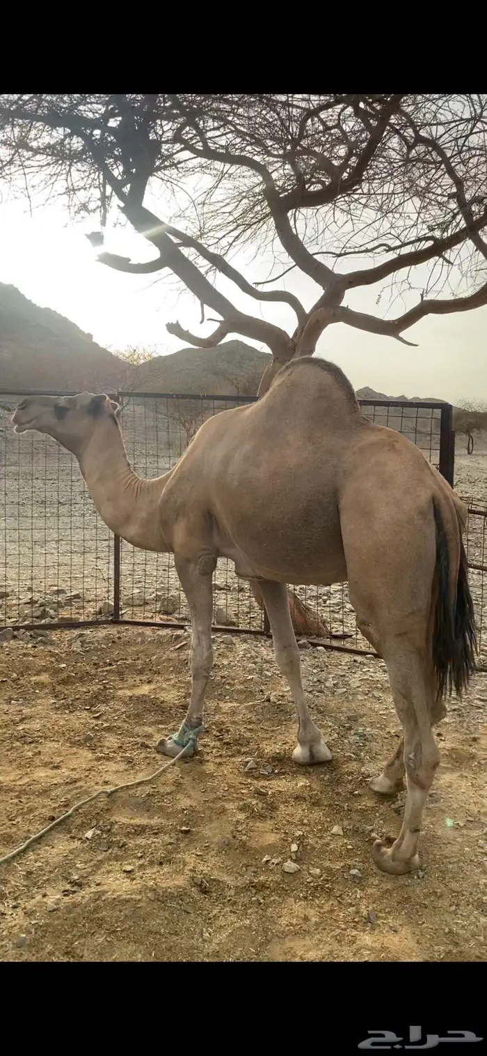 جمل احمر 0