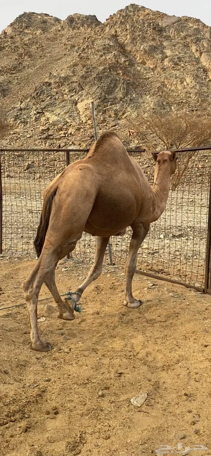 جمل احمر 3