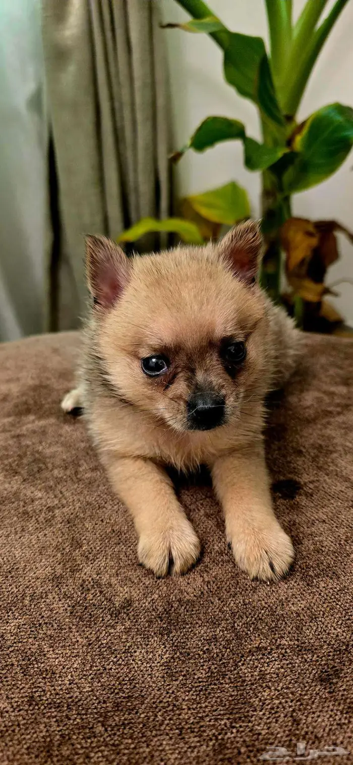 Mini toy poodle  Pomeranian  Golden retriever  shitzu  yorki 12