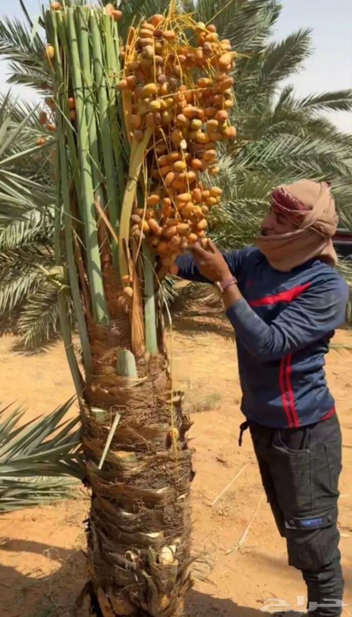 نخل سكري صقعي برحي هلالي نخيل عجوه عنبر دخيني سلج برني 0