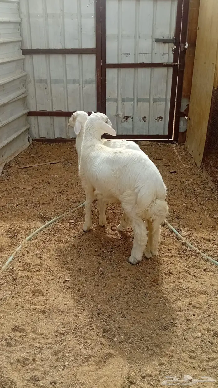 للبيع طليان حريات 1