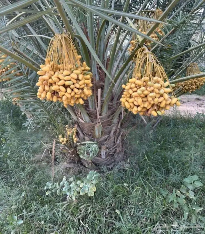 نخل سكري صقعي برحي هلالي نخيل عجوه عنبر دخيني سلج برني 7