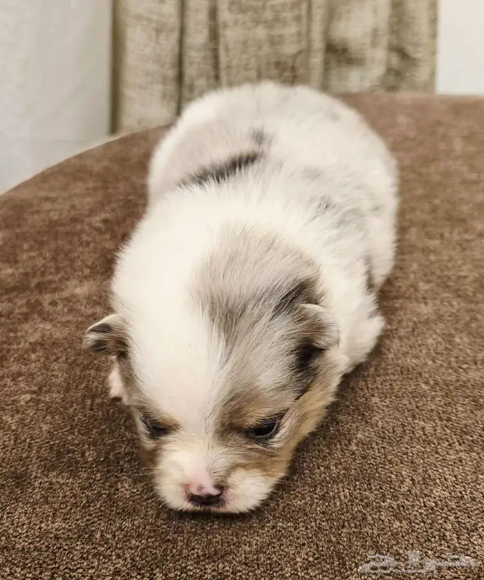 Mini toy poodle  Pomeranian  Golden retriever  shitzu  yorki 1