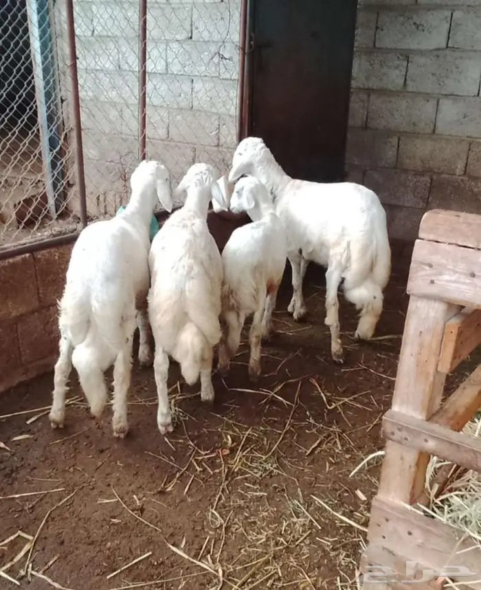 4 بهم 1