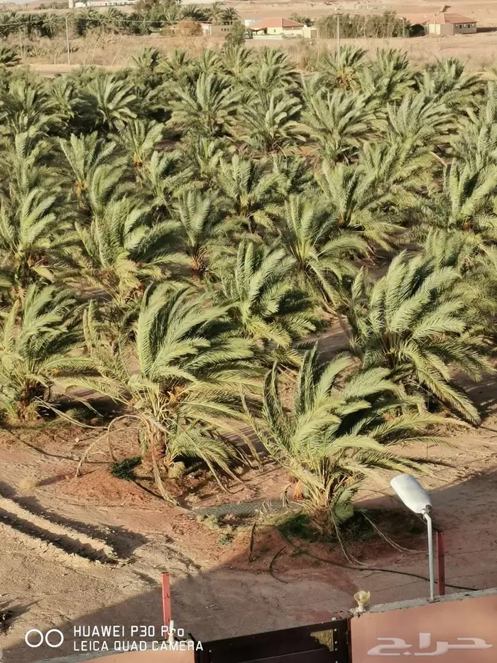 لمحبي التمور الفاخرة للبيع بالجملة 0