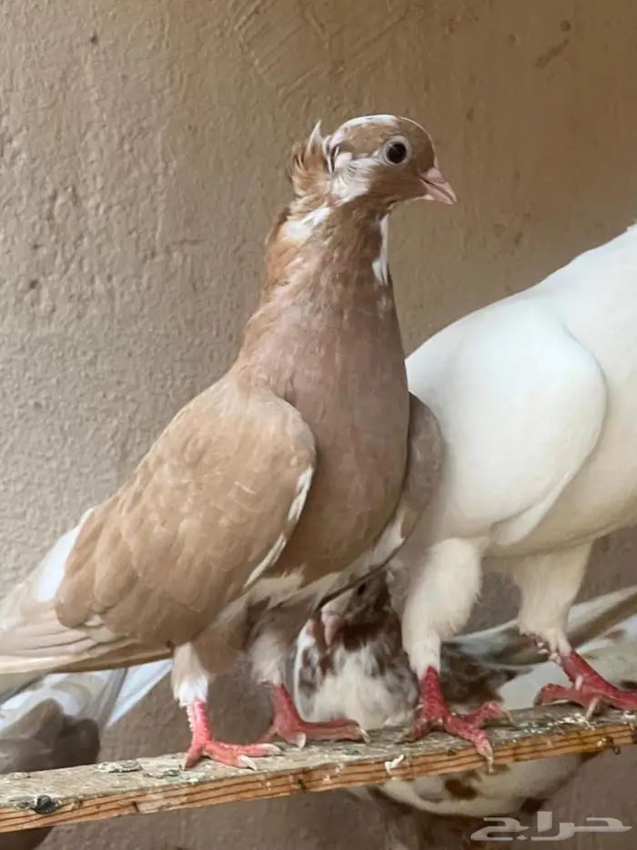 حمام للبيع او للبدل 9