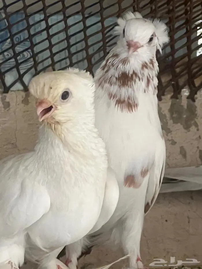 حمام للبيع او للبدل 14