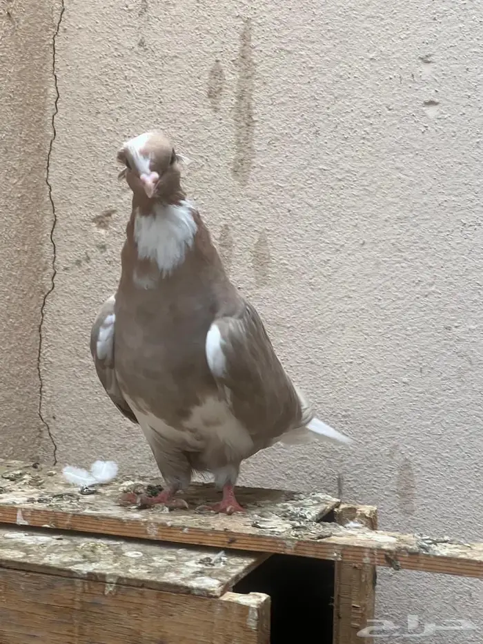 حمام للبيع او للبدل 28