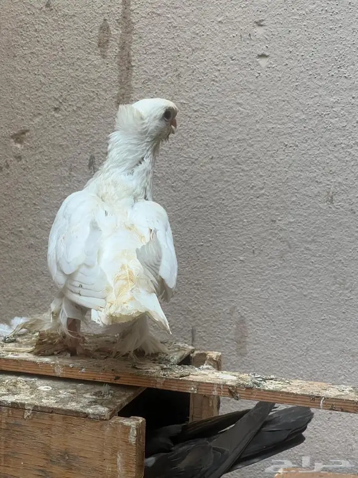 حمام للبيع او للبدل 25