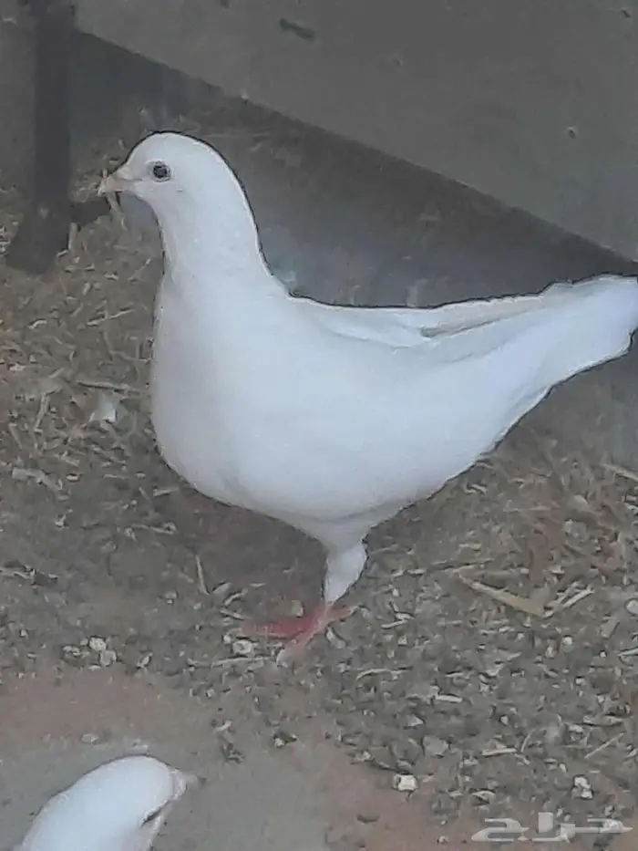 حمام فرنسي سوبر جامبو 8
