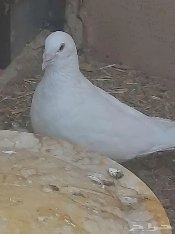 حمام فرنسي سوبر جامبو 0
