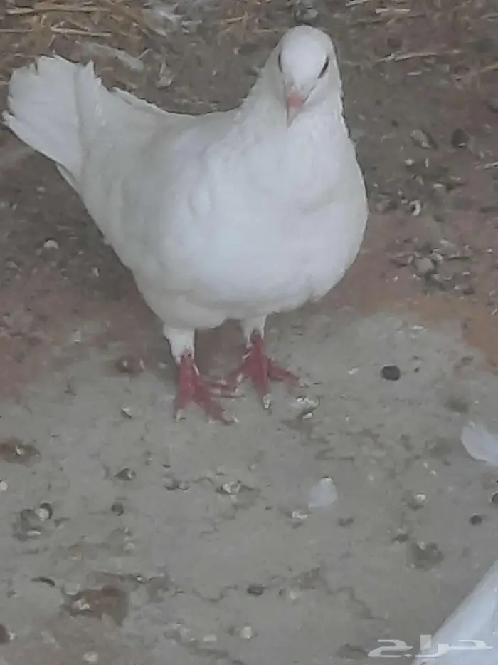 حمام فرنسي سوبر جامبو 2