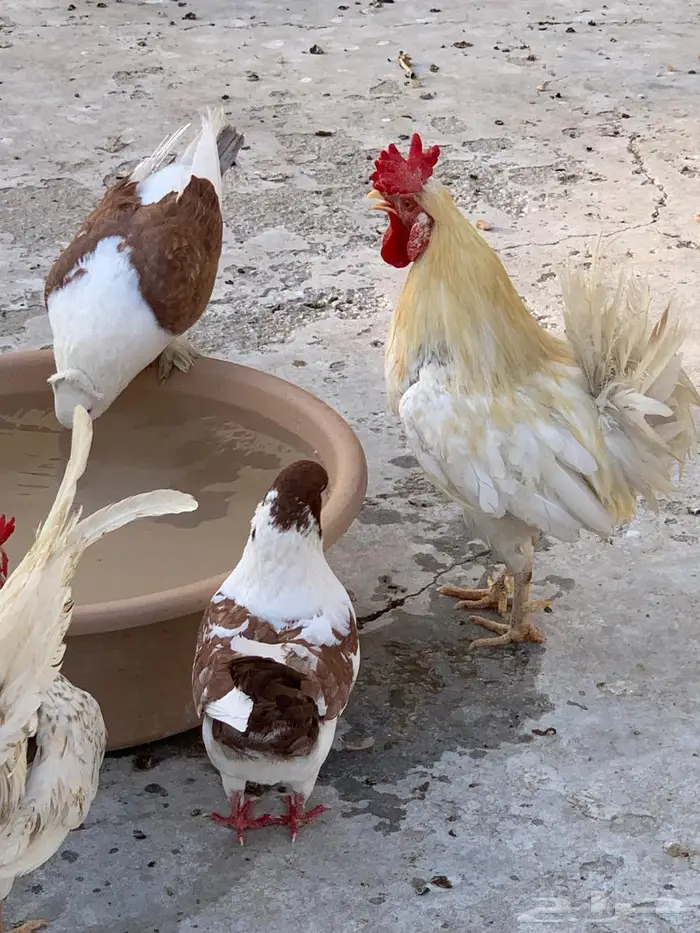 دجاج وديكة حباحب 7