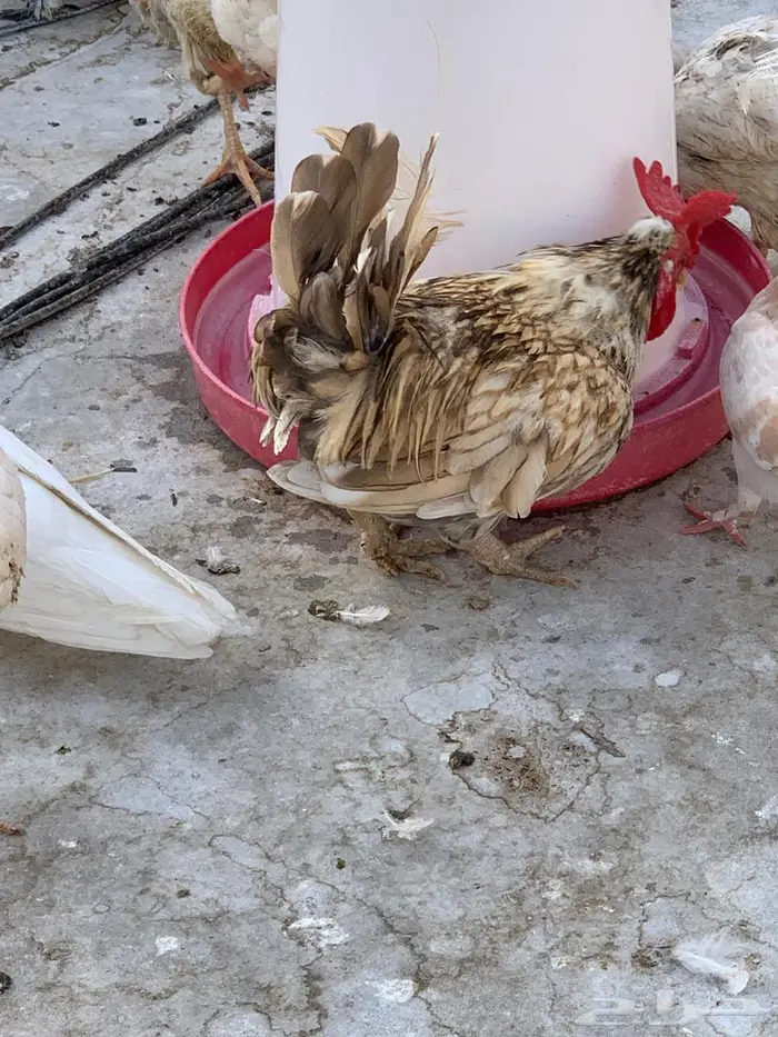 دجاج وديكة حباحب 9
