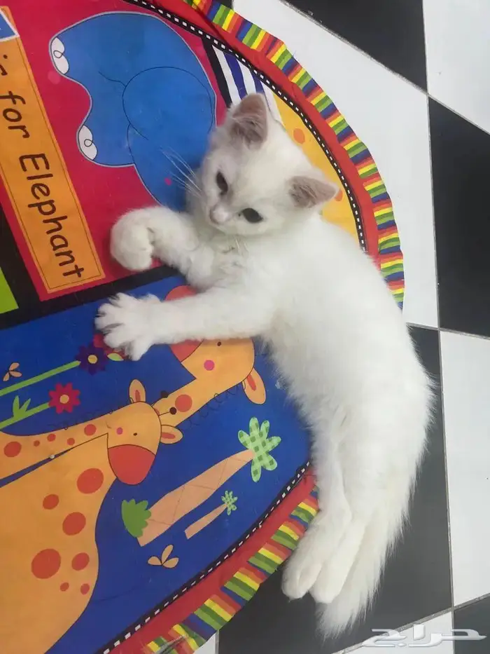 قطط بعمر 8 شهور شيرازية للبيع المستعجل 5