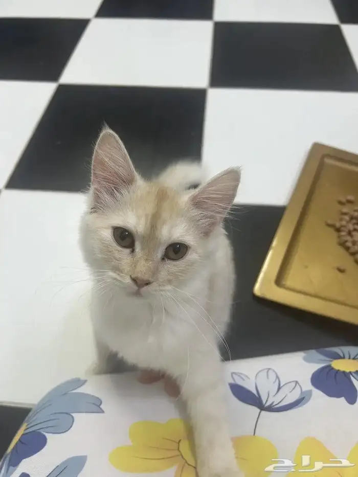 قطط بعمر 8 شهور شيرازية للبيع المستعجل 9