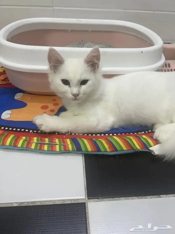 قطط بعمر 8 شهور شيرازية للبيع المستعجل 10
