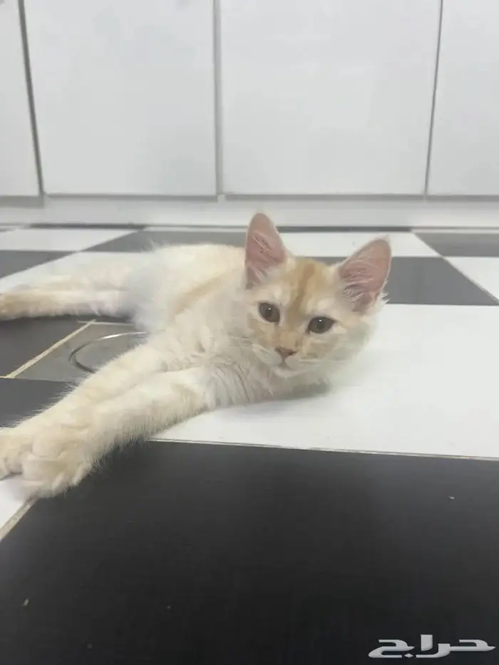 قطط بعمر 8 شهور شيرازية للبيع المستعجل 8