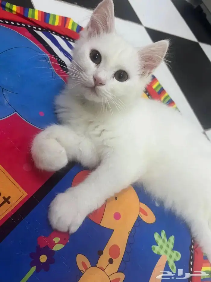 قطط بعمر 8 شهور شيرازية للبيع المستعجل 2