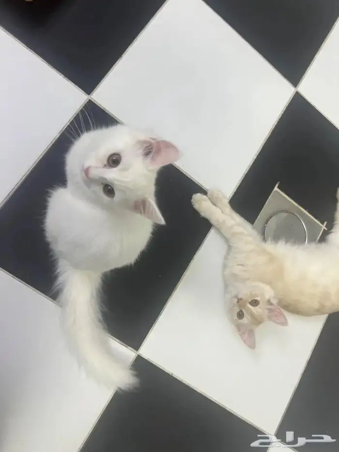 قطط بعمر 8 شهور شيرازية للبيع المستعجل 7