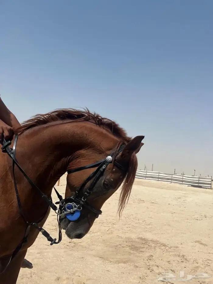 خيل 1