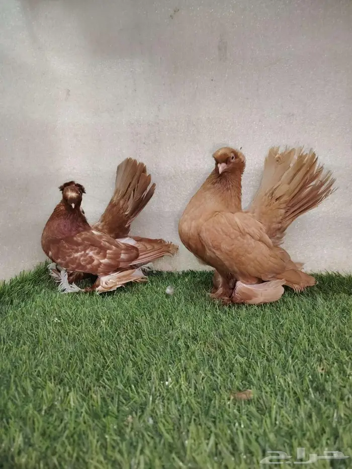 جوز الاسكا 2