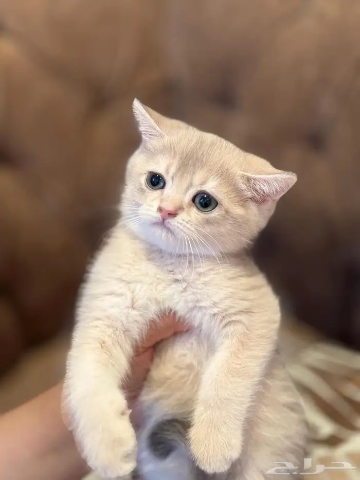 ذكر كيتن سكوتش ستريت ay11 3
