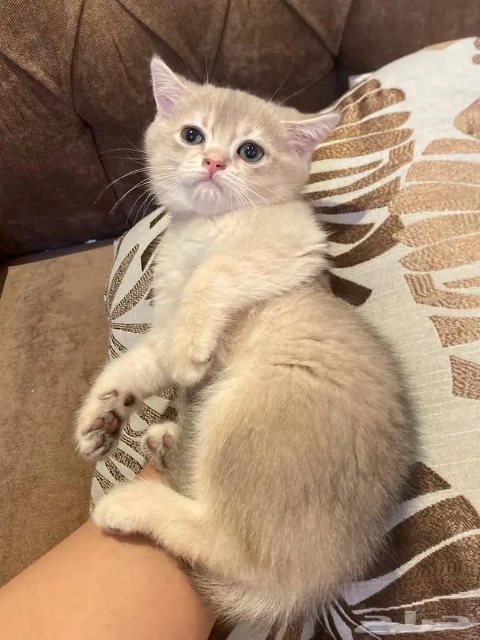ذكر كيتن سكوتش ستريت ay11 13