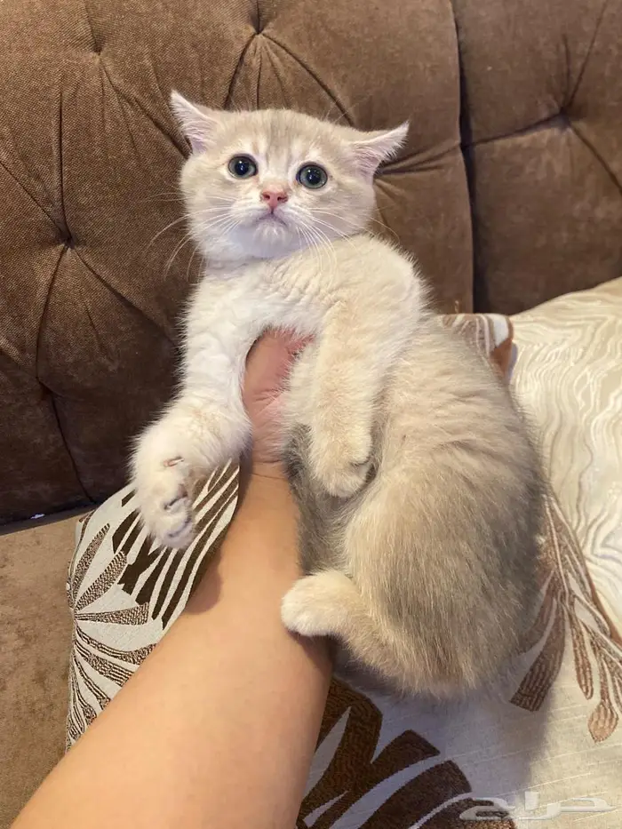 ذكر كيتن سكوتش ستريت ay11 0