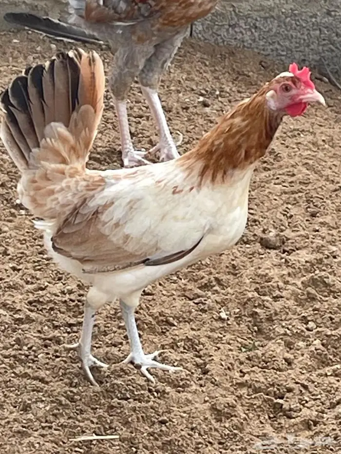 دجاج بلدي 2