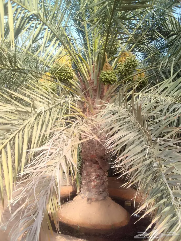 نخل مثمر نقايل وفسايل خلاص صقعي برحي مجدول هلالي منيفي نوادر 1