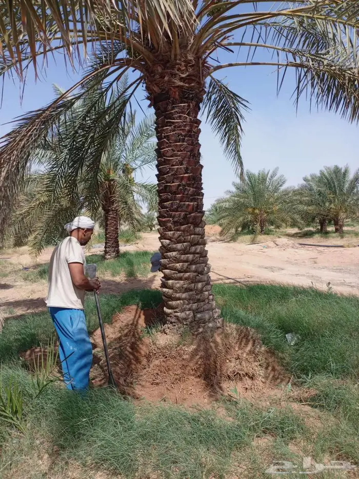 نخل مثمر نقايل وفسايل خلاص صقعي برحي مجدول هلالي منيفي نوادر 4