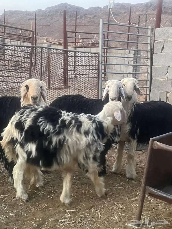 طليان كفو 4جذعان و1فحل 1