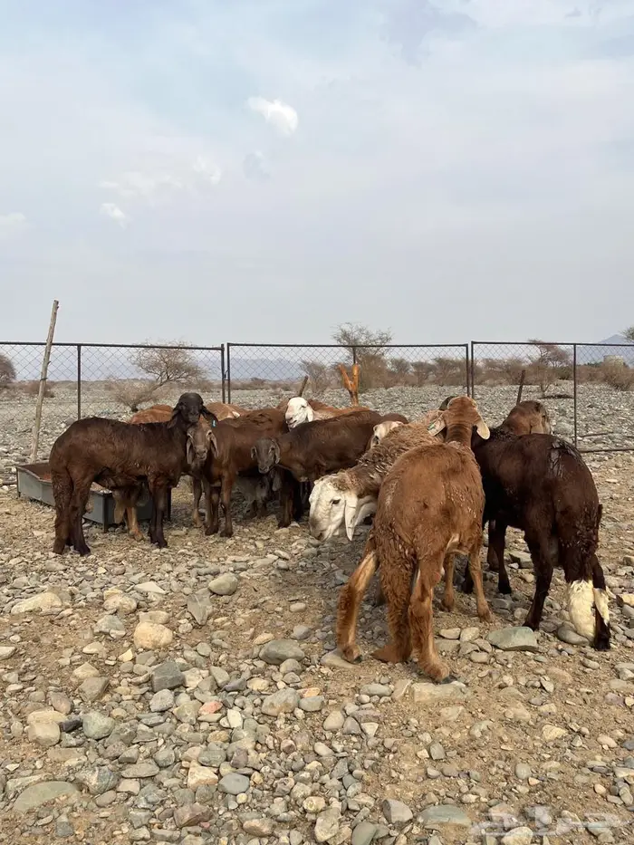 سواكن حمري ذبايح مناسبات مرابي 3 شهور و نص 1
