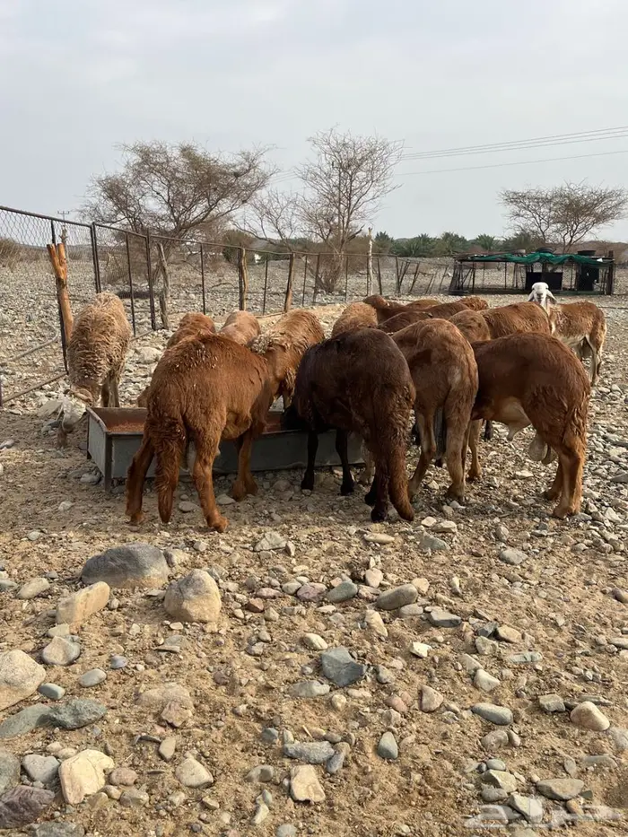 سواكن حمري ذبايح مناسبات مرابي 3 شهور و نص 0